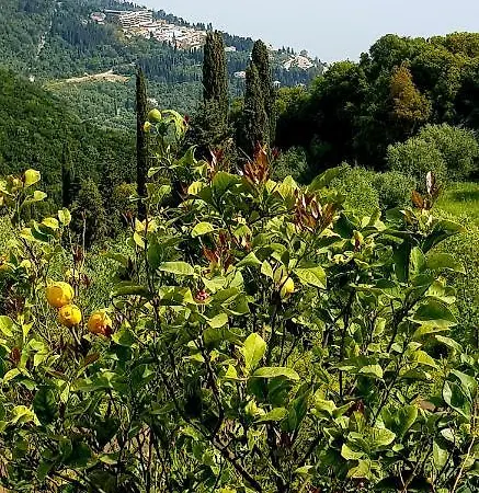 Sunblest * Dafnata